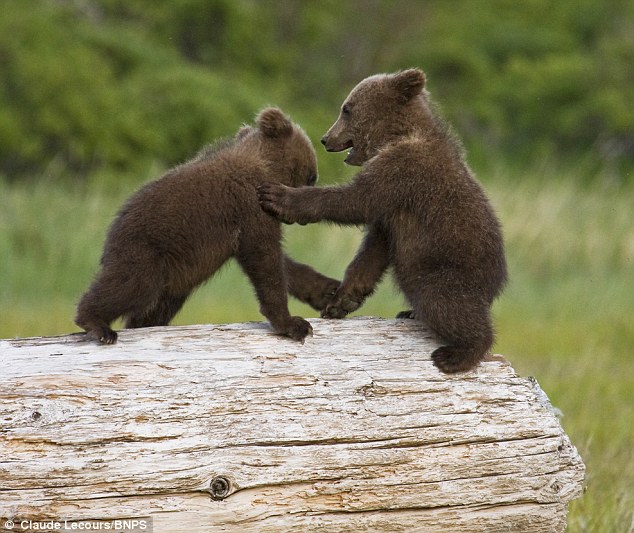 Cubs Play Fighting