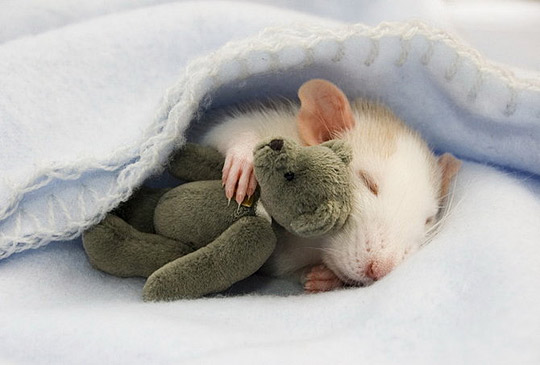Daily Inspirations no. 281 c1a26 Daily Inspirations no. 281