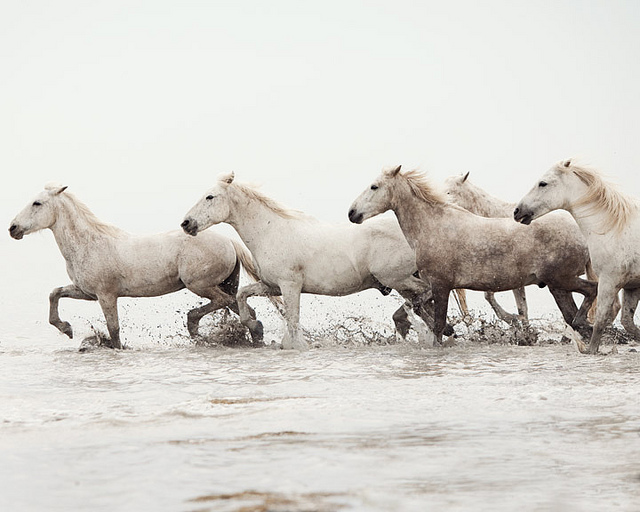 Wild horses in south of France camargue7 Wild horses in south of France