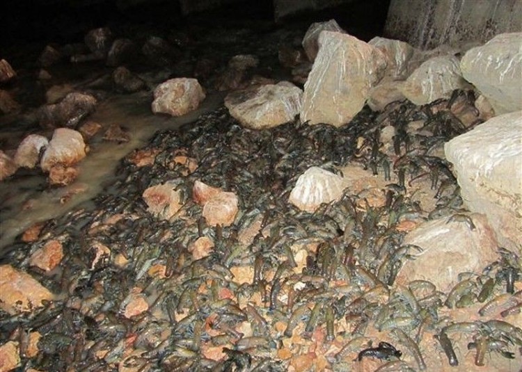 raki 006 750x535 Crayfish at Cooper Creek River, Australia 