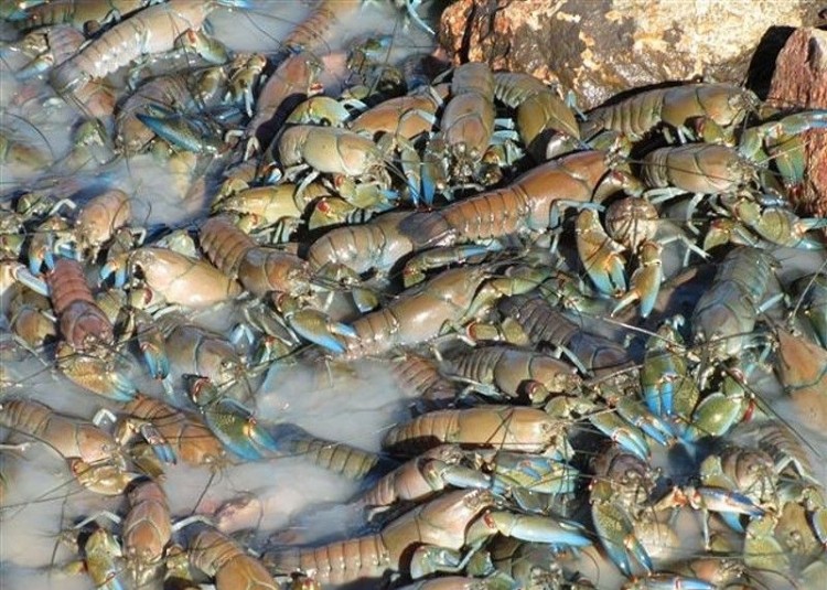 raki 010 750x535 Crayfish at Cooper Creek River, Australia 