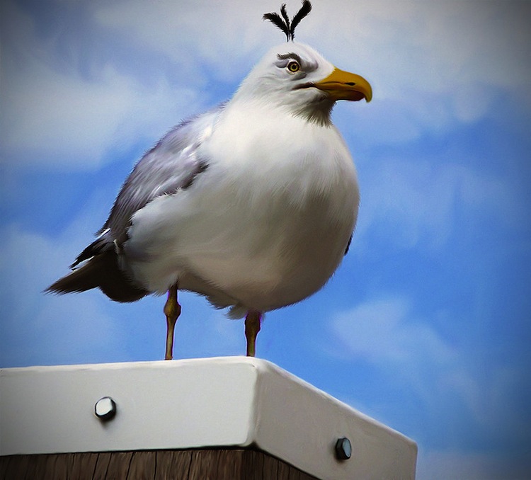 real life angrybirds egg bomber real life angry birds