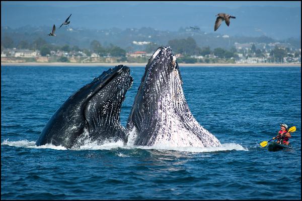 Kayaker meets humpback whales santa cruz whales nbc Kayaker meets humpback whales
