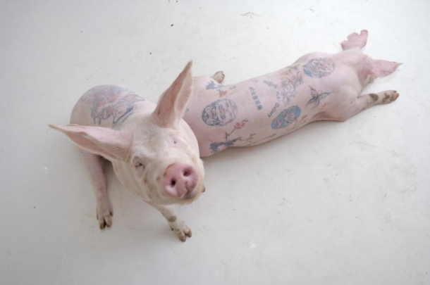 Wim Delvoye tattoos pigs and makes a defecating machine: for art 026 Wim Wim Delvoye tattoos pigs and makes a defecating machine: for art