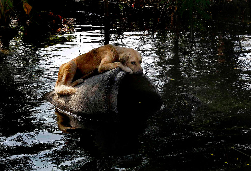 Photo of the Day: Abandoned Dog 1102 Photo of the Day: Abandoned Dog