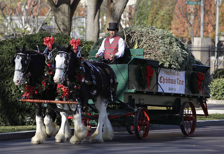 White House Christmas Tree Arrives on a Horse Drawn Carriage 1169 White House Christmas Tree Arrives on a Horse Drawn Carriage