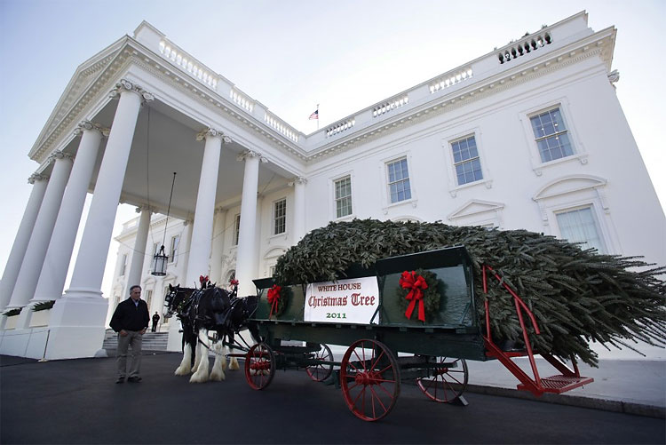 White House Christmas Tree Arrives on a Horse Drawn Carriage 290 White House Christmas Tree Arrives on a Horse Drawn Carriage