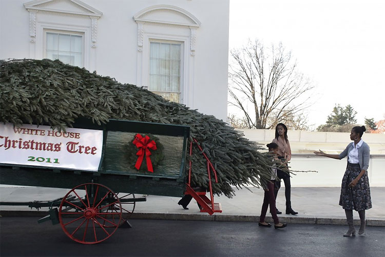 White House Christmas Tree Arrives on a Horse Drawn Carriage 452 White House Christmas Tree Arrives on a Horse Drawn Carriage