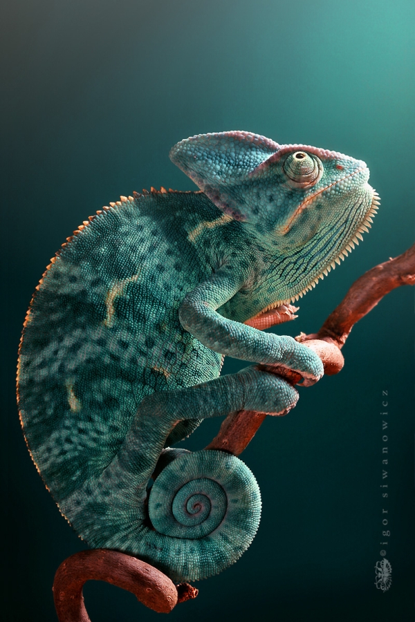 Chameleon By Igor 01 pic on Design You Trust Chameleon By Igor 01 Astounding Chameleon Photography By Igor