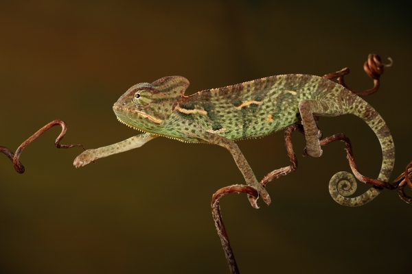 Chameleon By Igor 03 pic on Design You Trust Chameleon By Igor 03 Astounding Chameleon Photography By Igor