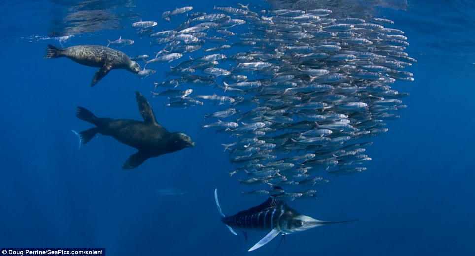 article 0 0EA5D0FB00000578 847 964x520 Sardines for supper off the coast of Baja
