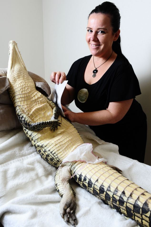 article 0 0EDEC17F00000578 239 634x951 pic on Design You Trust article 0 0EDEC17F00000578 239 634x951 Crocodile gets beauty treatment