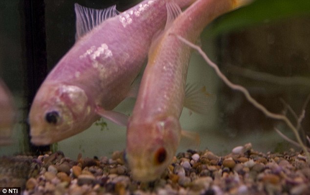 article 2068077 0EFFBADE00000578 600 634x399 pic on Design You Trust article 2068077 0EFFBADE00000578 600 634x399 Growing old with pet goldfish