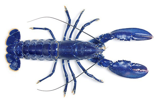 blue lobster hg Electric blue lobster saved from the boiler