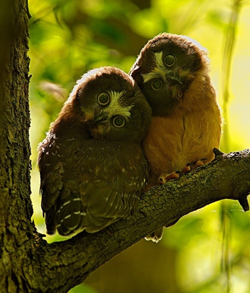 c1a37 pic on Design You Trust c1a37 Wild Animals Photography