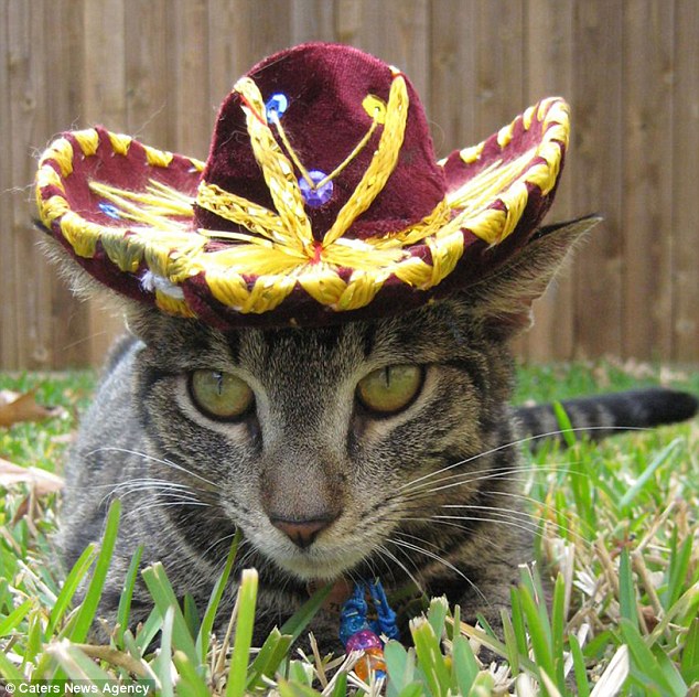 cathats 01 pic on Design You Trust cathats 01 Cat hats by Pampered Whiskers