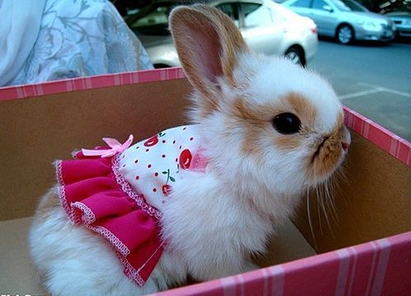 cutestpaw 01 Some Cute and Creative Animal Pictures 