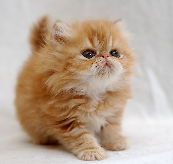 cutestpaw 03 Some Cute and Creative Animal Pictures 