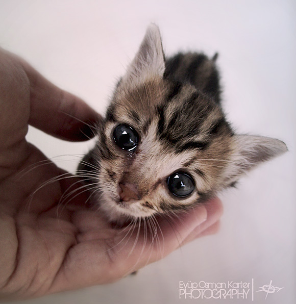 cutestpaw 06 Some Cute and Creative Animal Pictures 