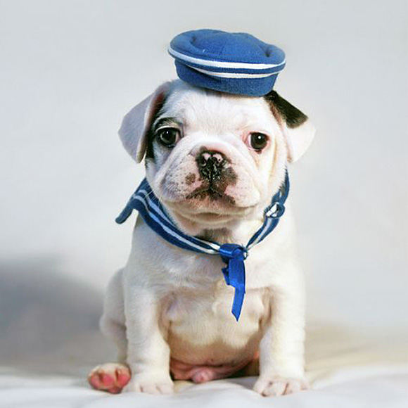 cutestpaw 07 Some Cute and Creative Animal Pictures 