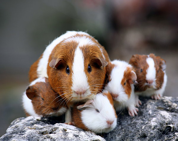 cutestpaw 08 Some Cute and Creative Animal Pictures 