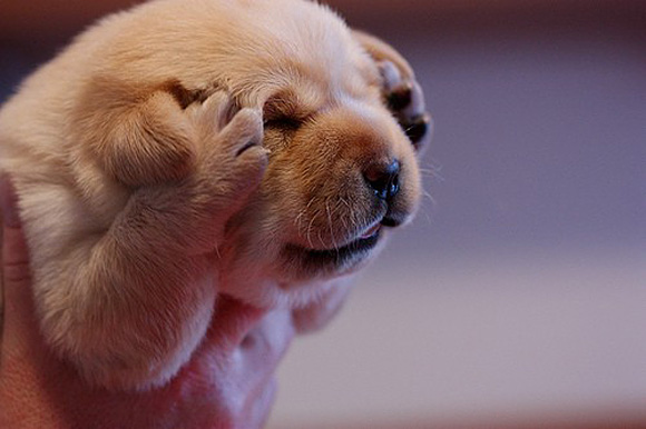 cutestpaw 09 Some Cute and Creative Animal Pictures 