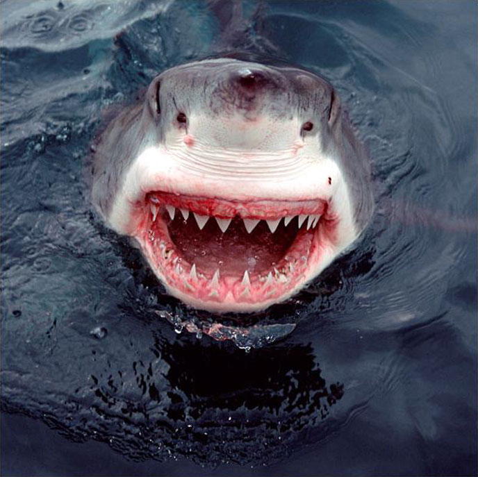 great white shark hg Great White Shark surfaces and smiles