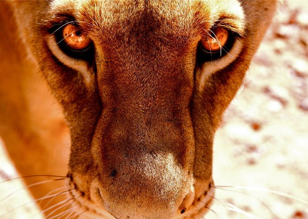 Top Contenders for the National Geographic Photo Contest 2011 010 Lioness In Kruger Top Contenders for the National Geographic Photo Contest 2011
