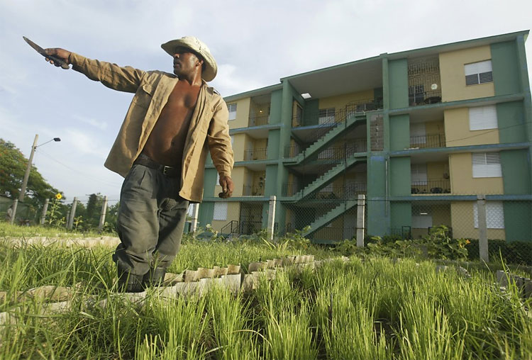 1119 The Green Revolution: Urban Gardens Transform Traditional Cityscapes