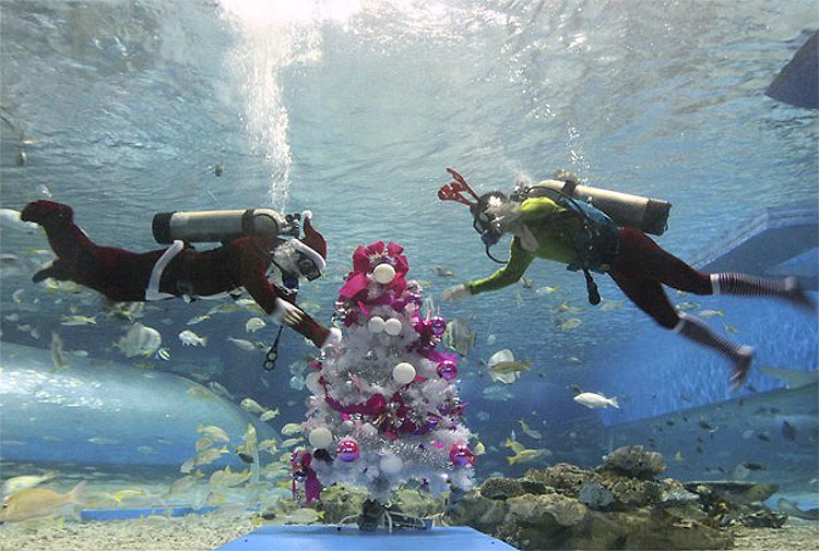 1218 Christmas Trees: The World Report