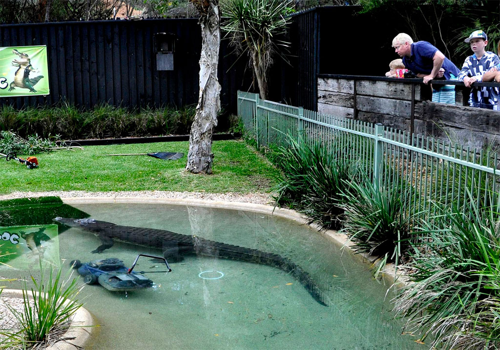 1 1300 Photo of the Day: Elvis the Croco