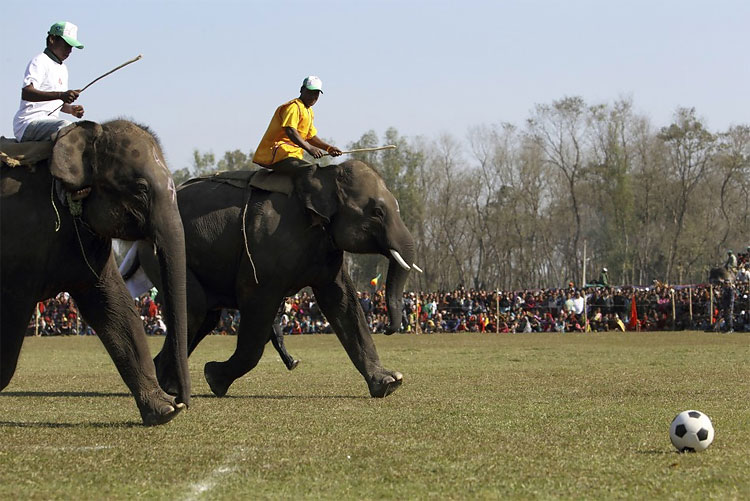 1 1306 Elephants Play Soccer in Nepal