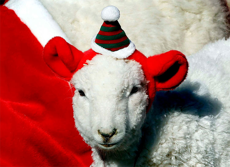 1626 Santas of the World 2011