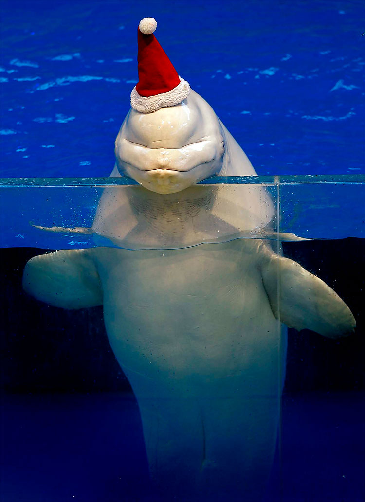 1720 Santas of the World 2011