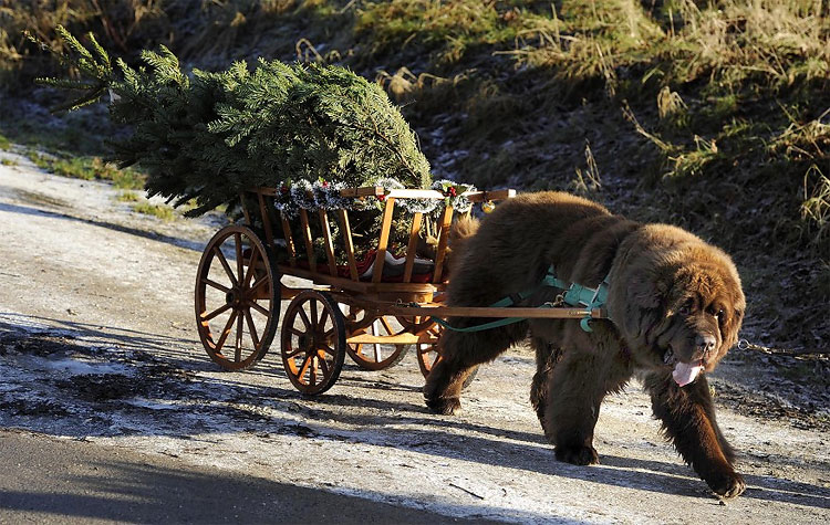 Photo of the Day: Santas Little Helper 177 Photo of the Day: Santas Little Helper