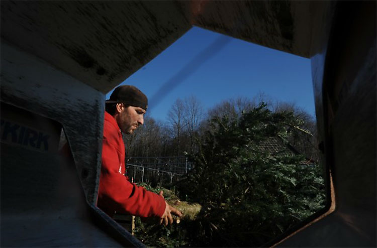 250 Christmas Trees: The World Report