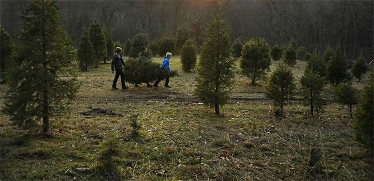 337 Christmas Trees: The World Report