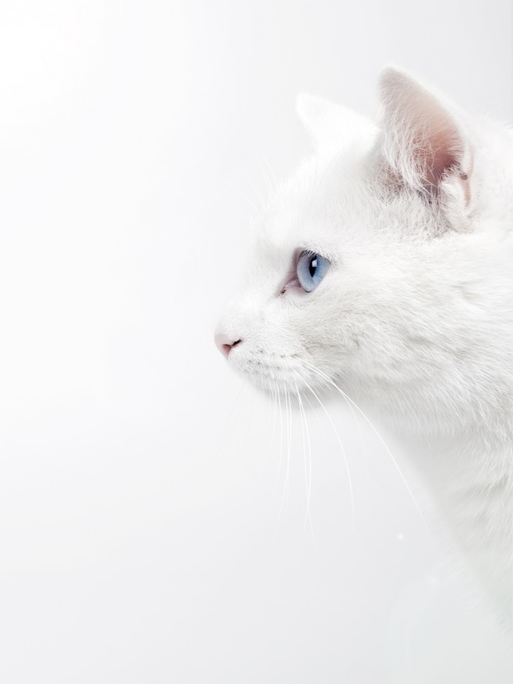 379 750x999 TAO the Cat