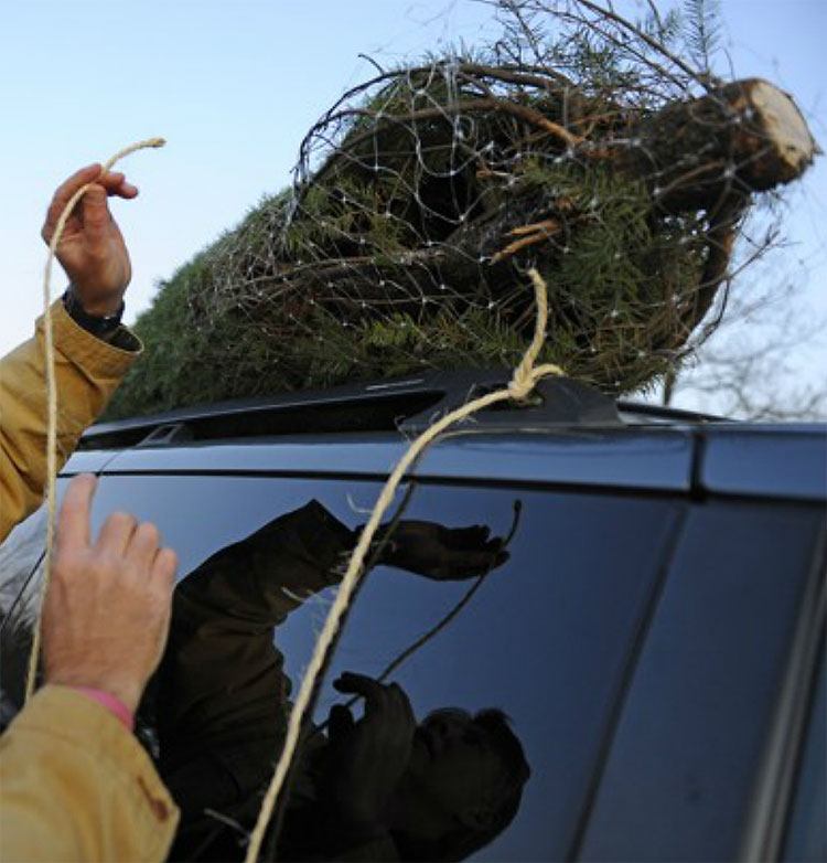 433 Christmas Trees: The World Report