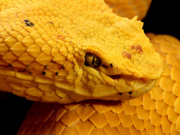 444815 pic on Design You Trust 444815 Life in color : Yellow