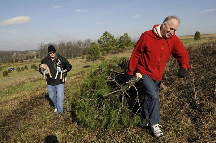 625 Christmas Trees: The World Report
