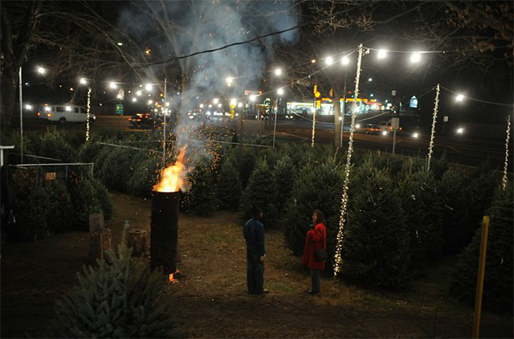 719 Christmas Trees: The World Report