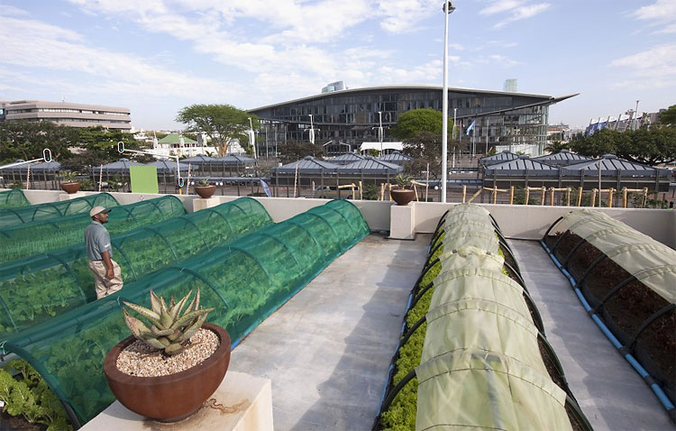 816 The Green Revolution: Urban Gardens Transform Traditional Cityscapes