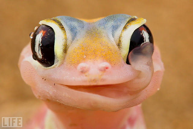 Life 05 Incredible Photography: LIFE – 2011 Pictures of the Year