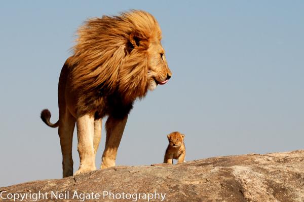 Amazing Lion Photography