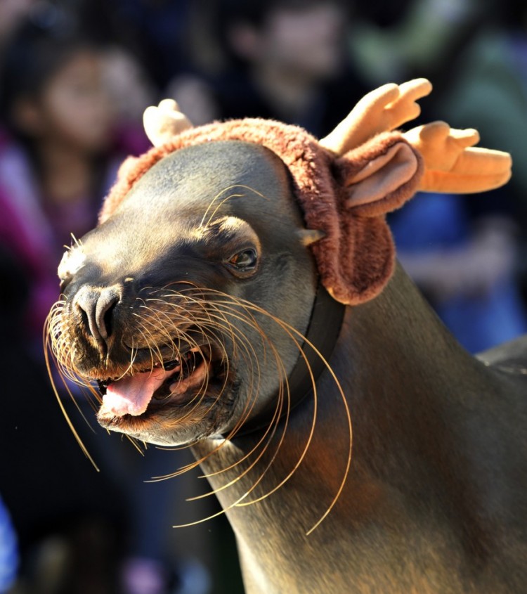 Sea Lion wears reindeer costume afp japan sea lion christmas 12Dec11 878x990 750x845 Sea Lion wears reindeer costume