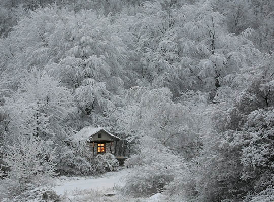 snowy trees pic on Design You Trust snowy trees The Magic of Nature:35 Dazzling Snowy Tree Photos