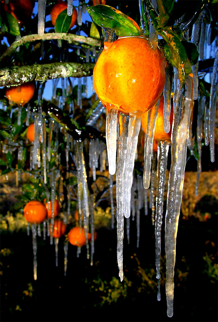 1210 pic on Design You Trust 1210 Frosty Florida: Seasons First Cold Spell Passes through the State