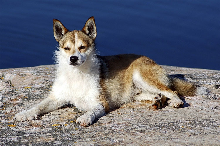 1228 New Breeds to Debut at Westminster Dog Show