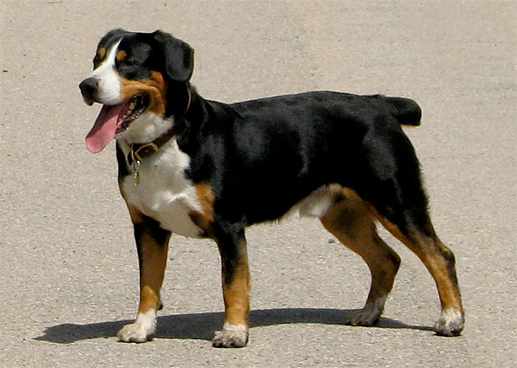 2140 New Breeds to Debut at Westminster Dog Show